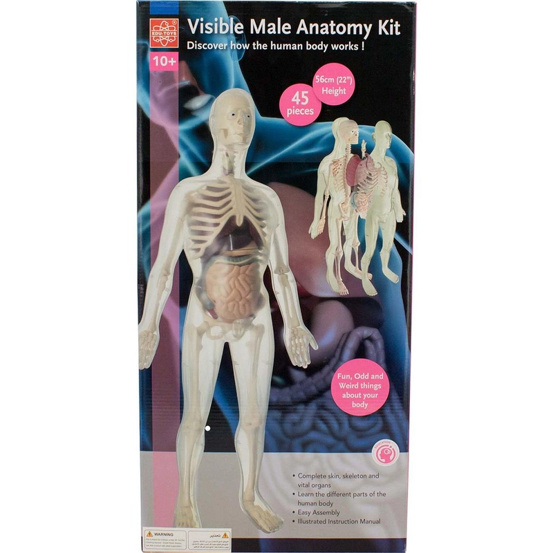 Visible Male Anatomy Kit - 10 years+ 45 pieces