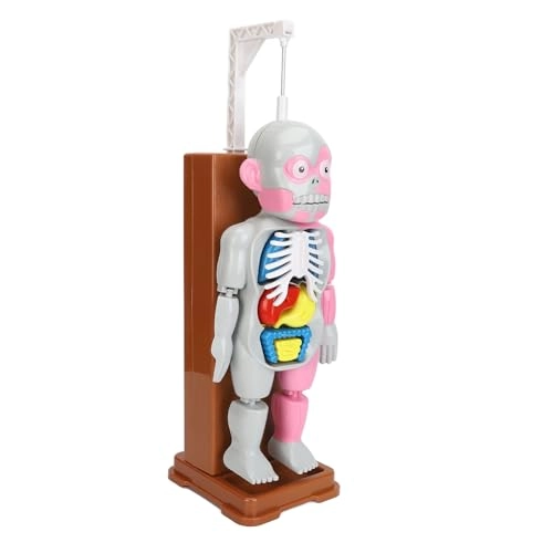 Human Body Anatomy Toy - 6 years and above