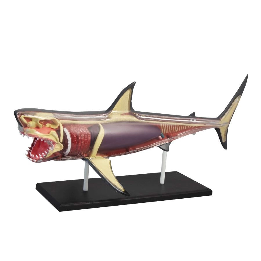 Discovery Mindblown Anatomy 4D Shark - 8 years+