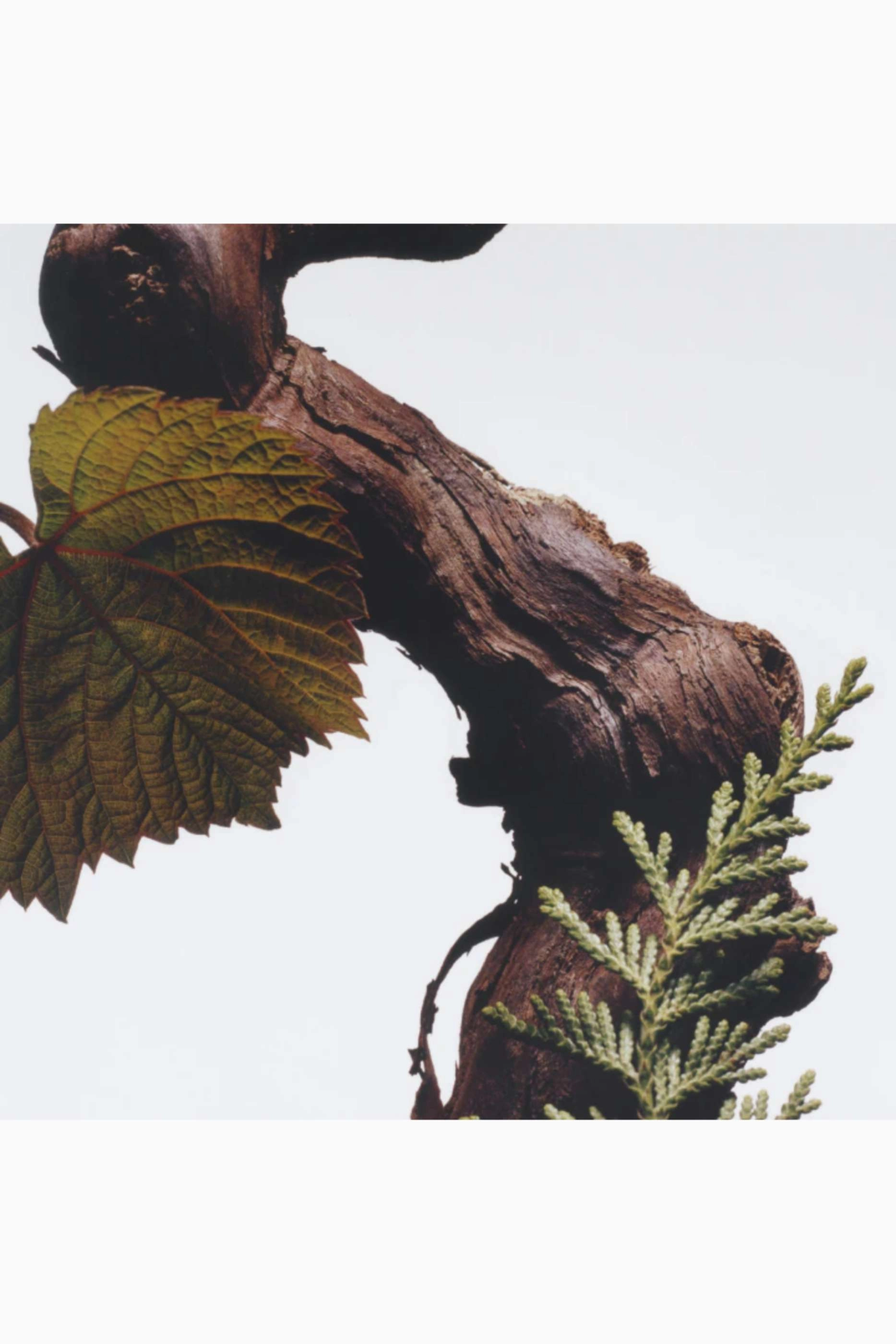 Cypress & Grapevine All Over Body Spray - 125ml