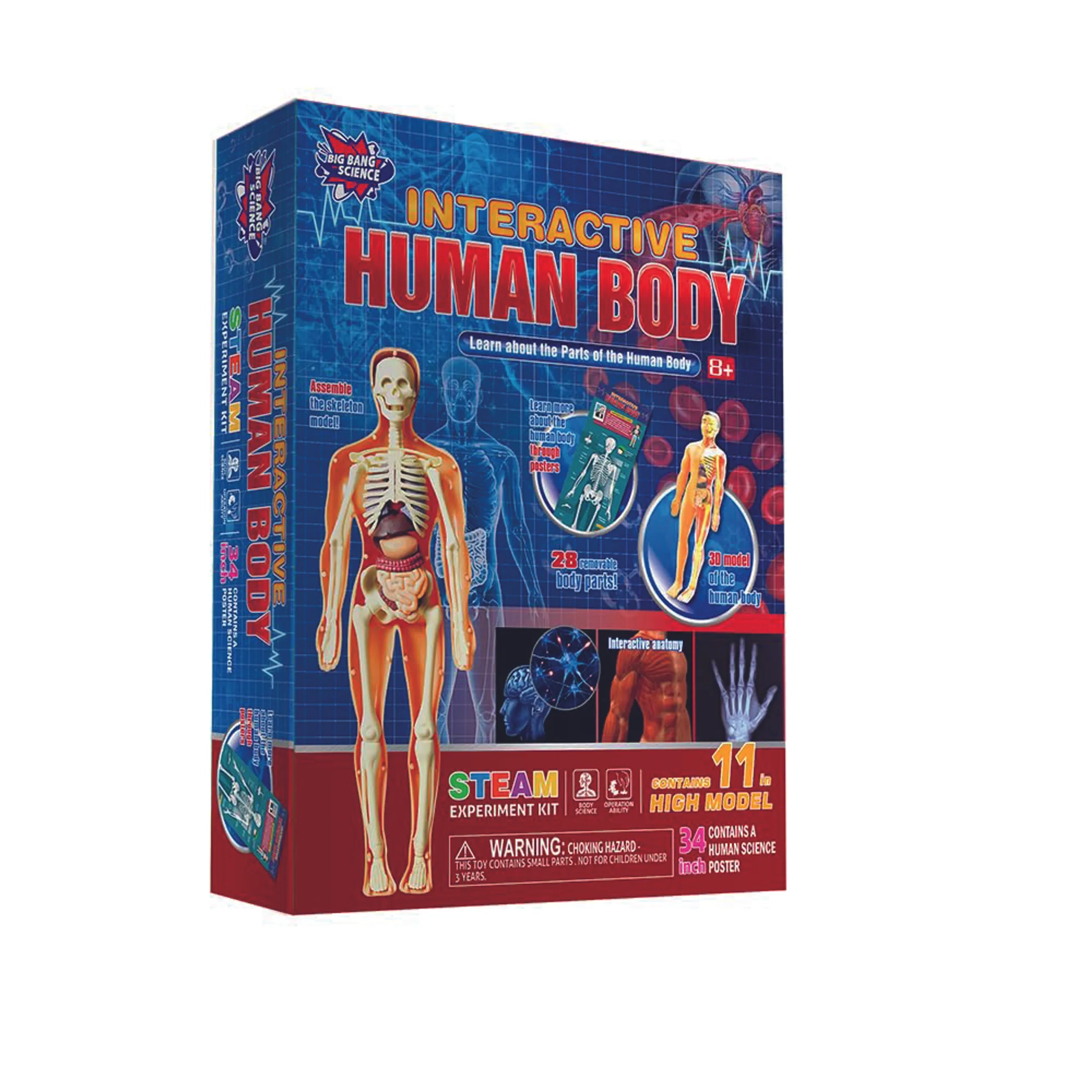 BrainGiggles Brain Giggles Interactive Human Body - 6 years+
