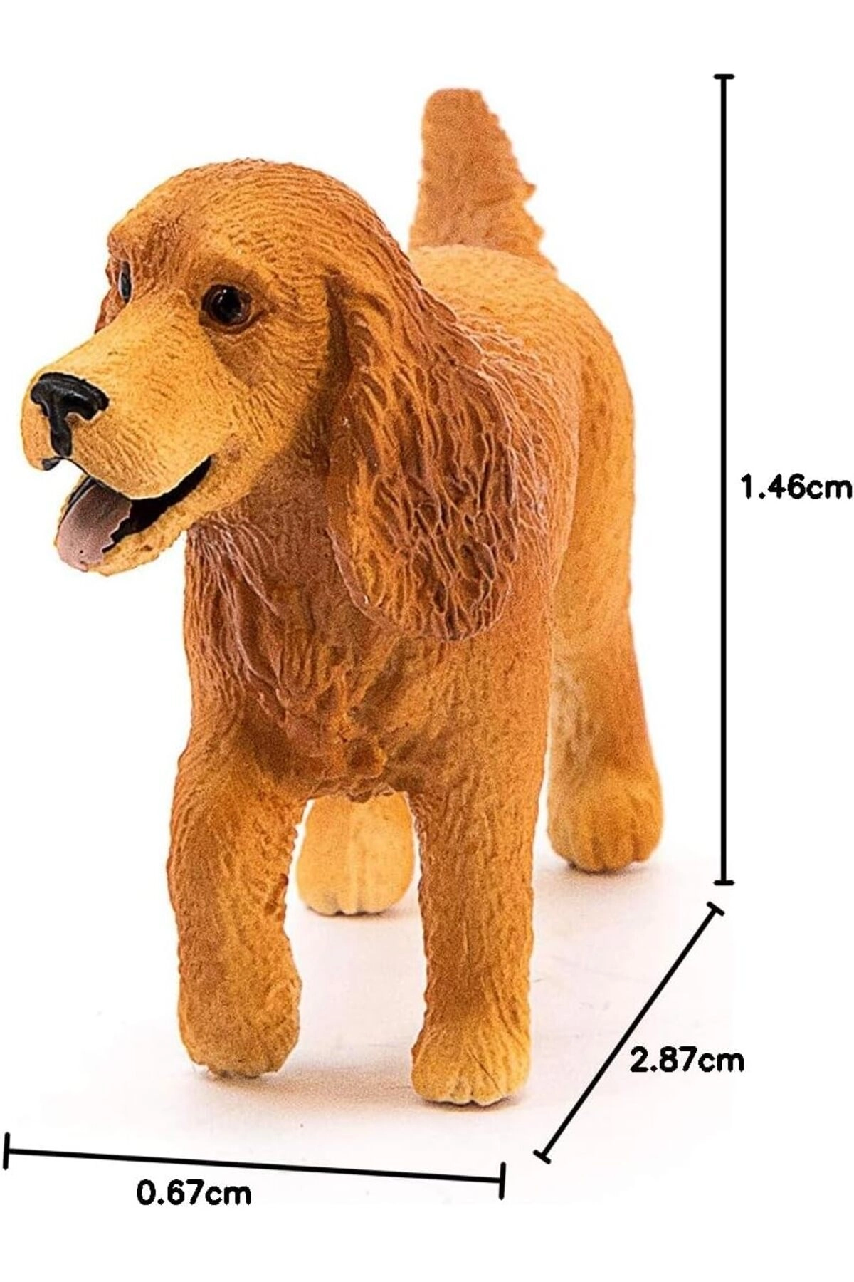 English Cocker Spaniel - 3yr 1pc