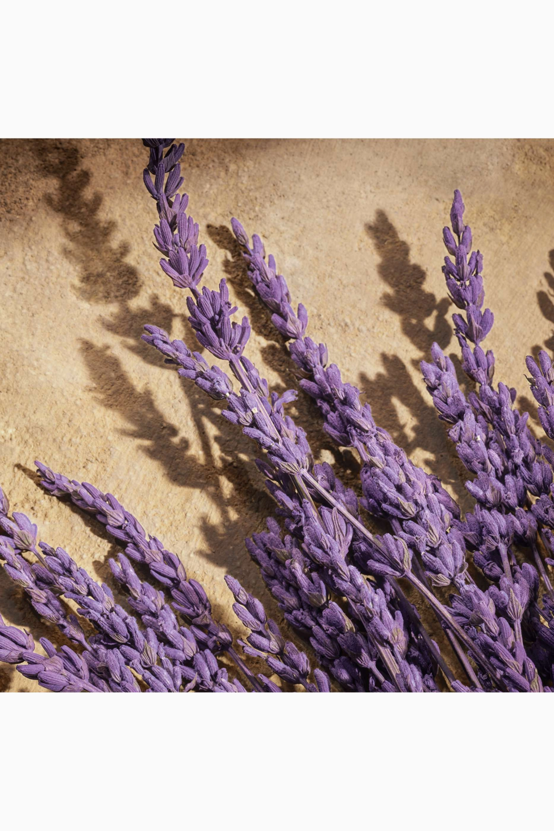 Devotion Eau de Parfum 100ml