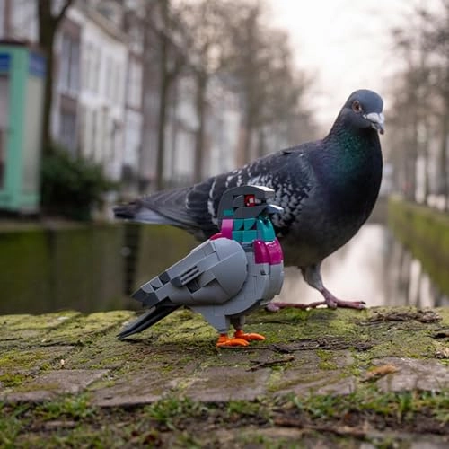 Feral Pigeon - Bird 255 pcs