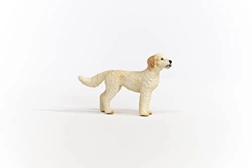 Golden Doodle - 3 yr(s)