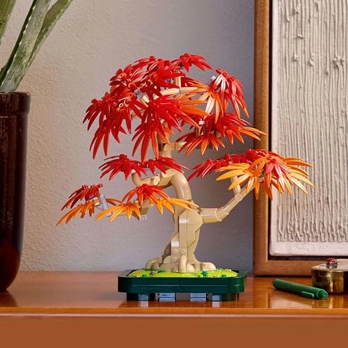 Japanese Red Maple Bonsai Tree (10348) - Botanicals