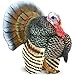 Domestic Turkey Figurine - 3 yr(s)