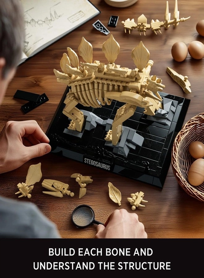 Stegosaurus Fossils Model Set - Dinosaur Skeleton Display Base