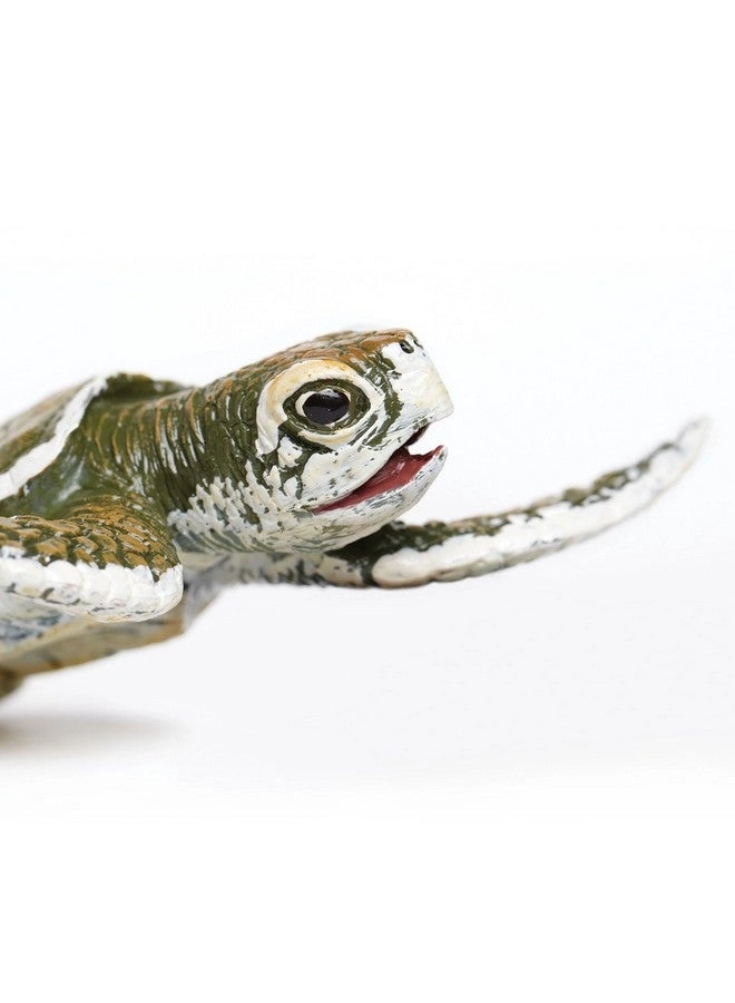 Kemp's Ridley Sea Turtle