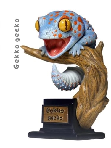 Gecko - Nephrurus Wheeleri Wheeleri (BWZ-SG)