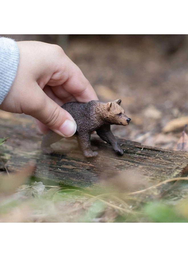 Grizzly Bear Cub