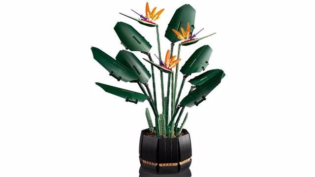 Bird of Paradise (10289)