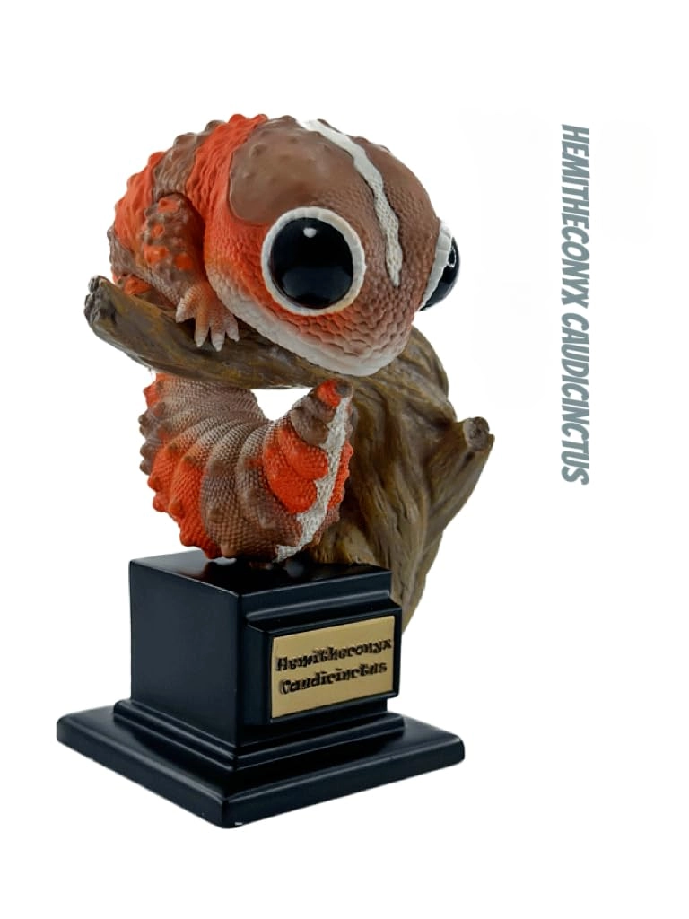 Gecko - Nephrurus Wheeleri Wheeleri (BWZ-SG)