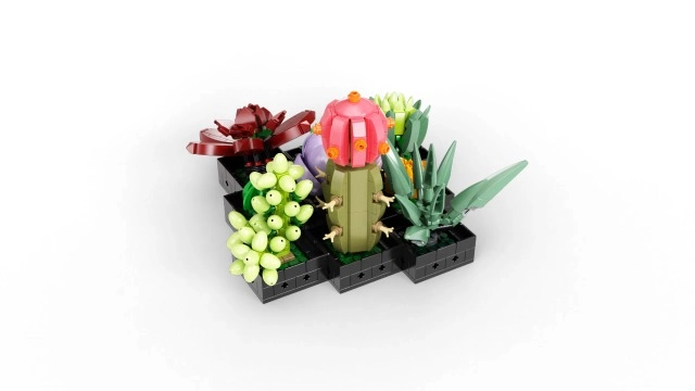 Succulents (10309) - Flowers