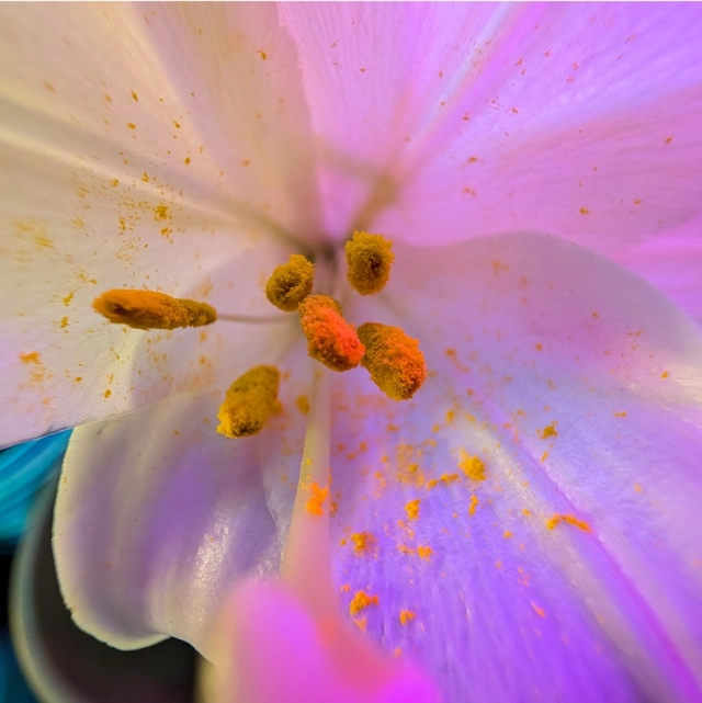 48 MP ultrawide for Pixel's best Macro Focus.