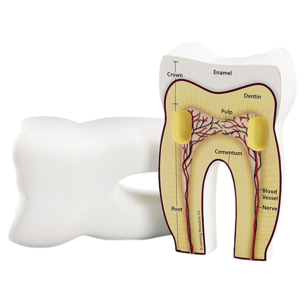 Learning Resources Cross-Section Tooth Model - 8 years & above 2 pieces