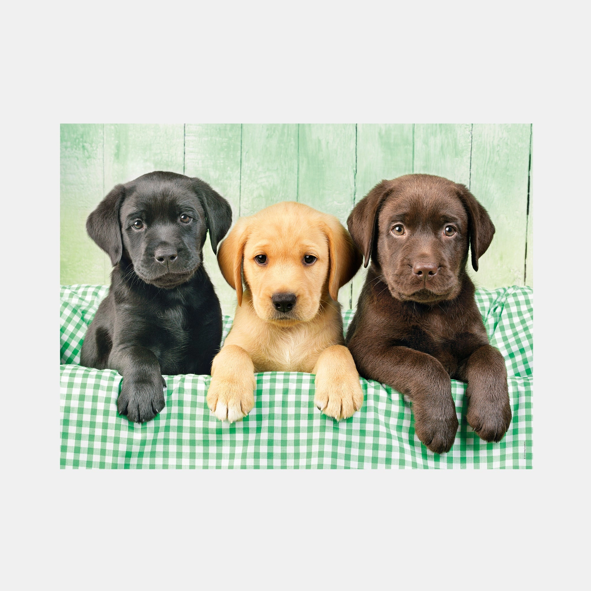 The Three Labradors Puzzle (B184102) - 1000 pcs