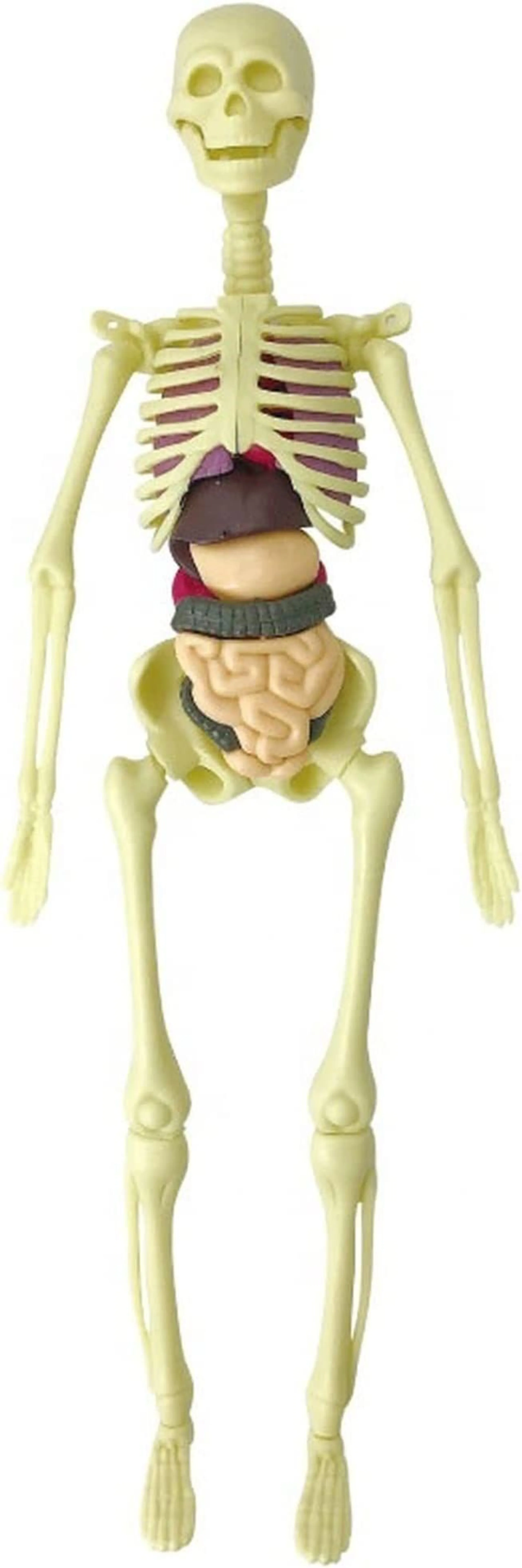Human Body Anatomy DIY STEM Kit Science - 6 years+