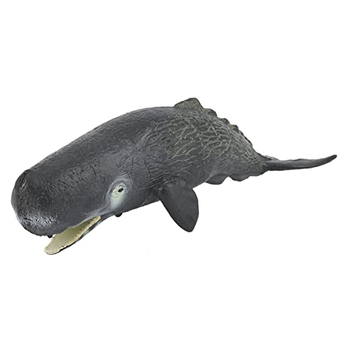 Sperm Whale Animal Model - 18 months - 3 years