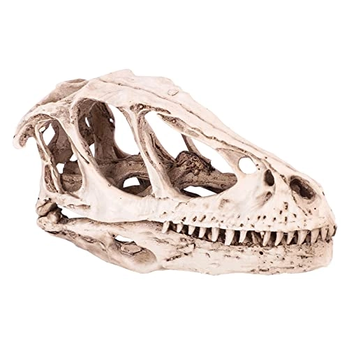 Dinosaur Skull Model - Resin 4.92 x 1.57 x 2.56 inches