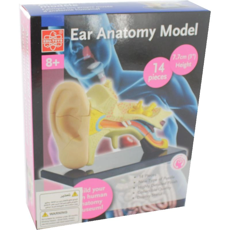 Ear Anatomy Model - Science - Anatomy - 8 years+