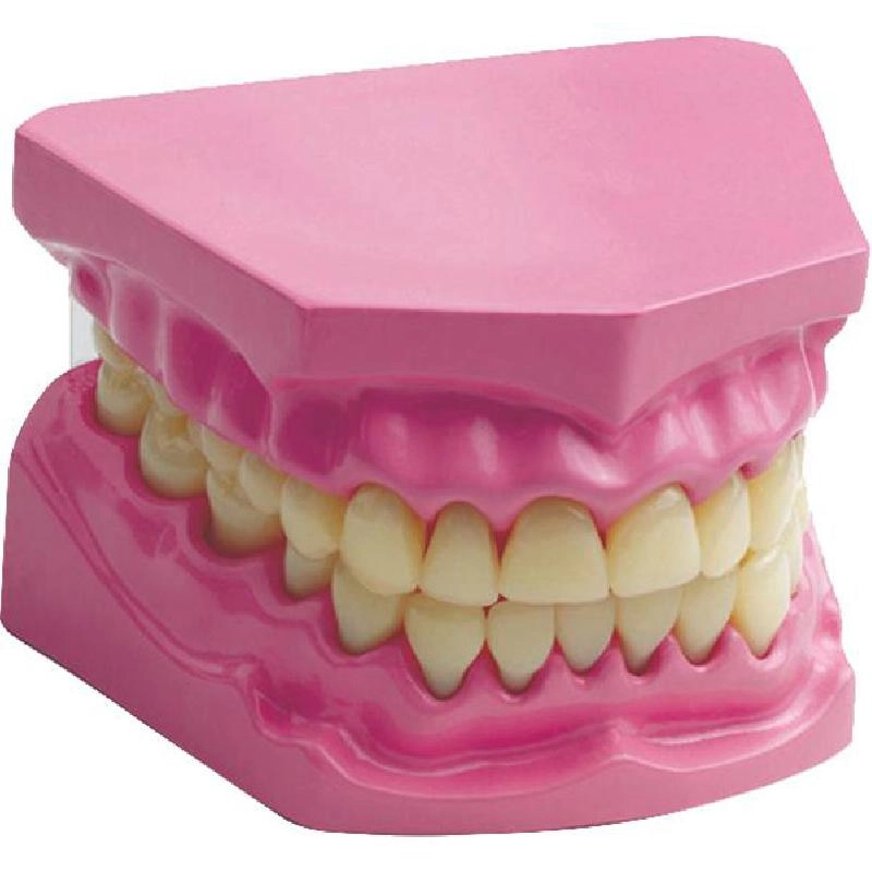Edu-Toys Denture Model - Science - Anatomy - 7 Years and Above