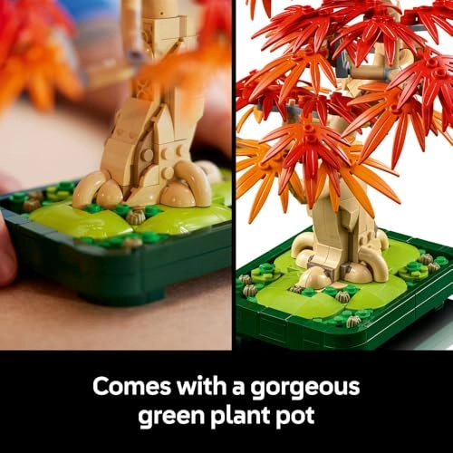 Japanese Red Maple Bonsai Tree (10348) - Botanicals