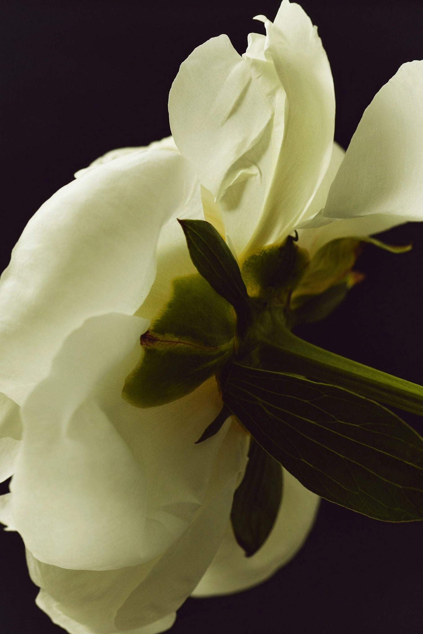 White Air Eau de Parfum 50 ml