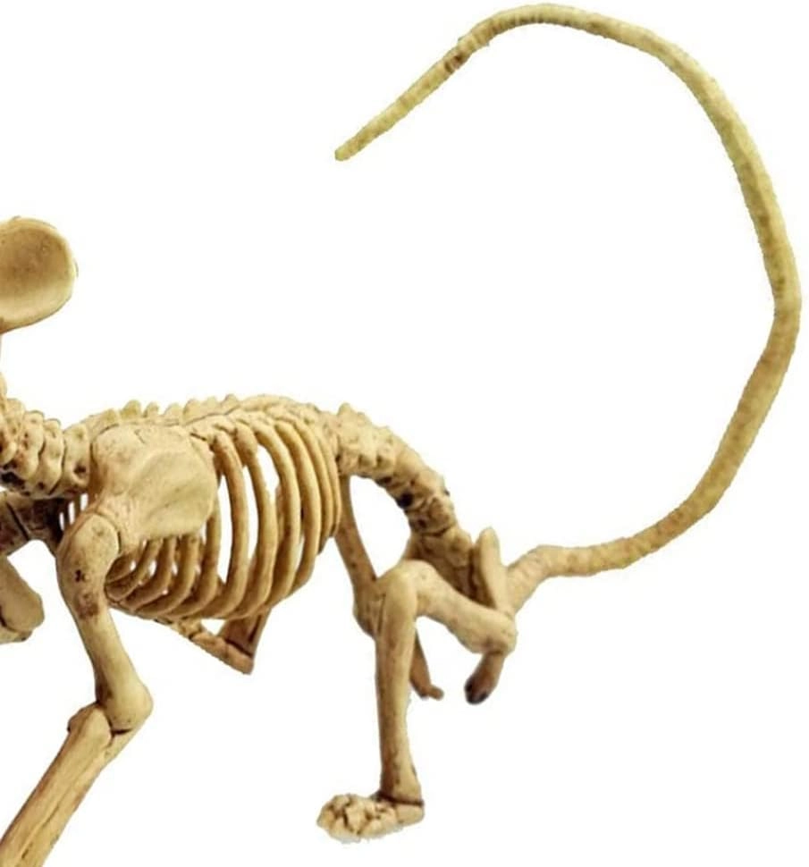 Rat Skeleton - Plastic