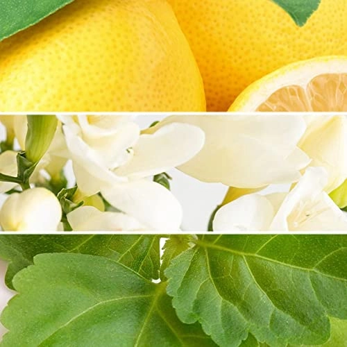 perfume - 55 Milliliters