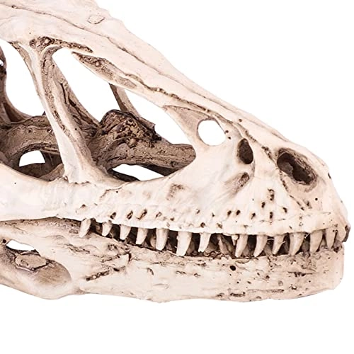 Dinosaur Skull Model - Resin 4.92 x 1.57 x 2.56 inches