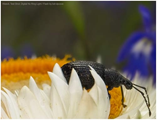 Dual Macro LED Ring Light - 3000-15000K 4 x AA batteries