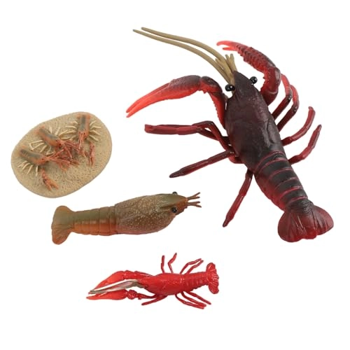 Lobster Life Cycle - 18 months 4 x Model
