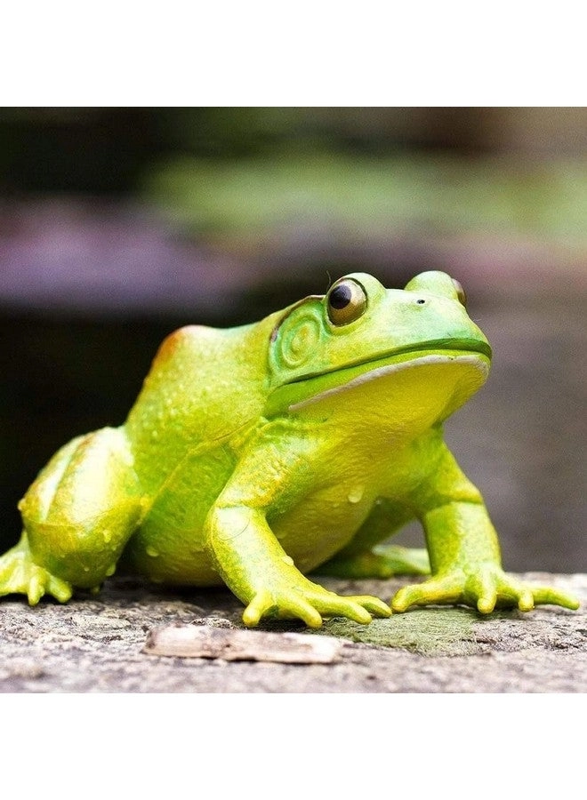 American Bullfrog