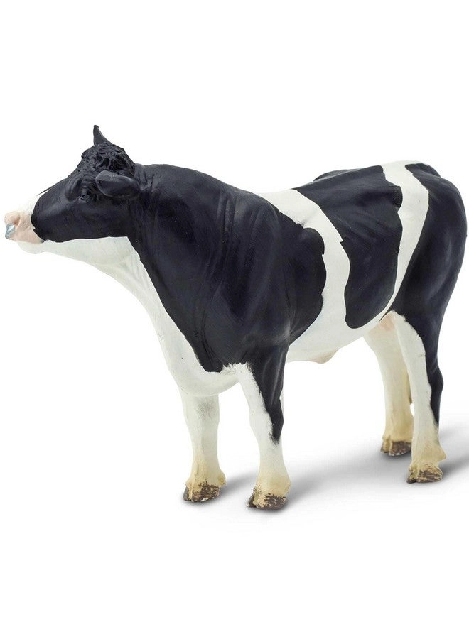 Holstein Bull