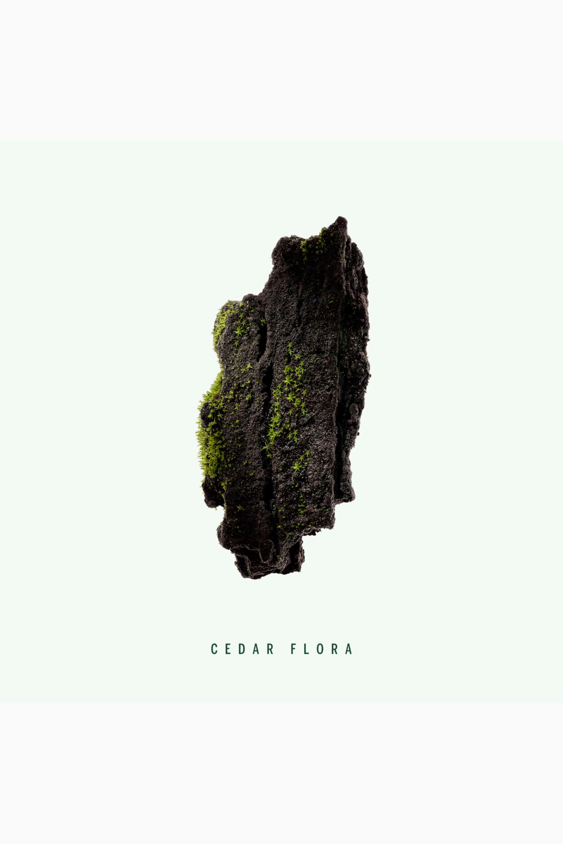 Cedar Flora - 75ml