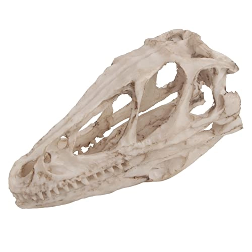 Dinosaur Skull Model - Resin 4.92 x 1.57 x 2.56 inches
