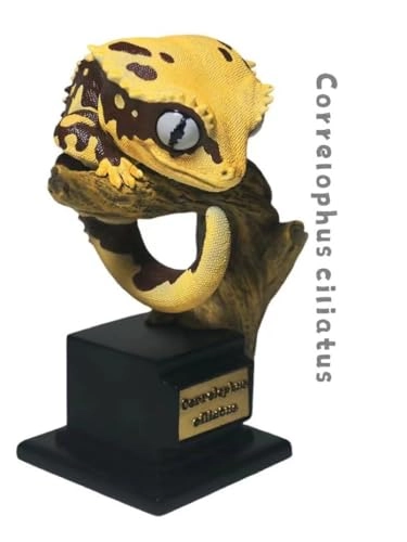 Gecko - Nephrurus Wheeleri Wheeleri (BWZ-SG)