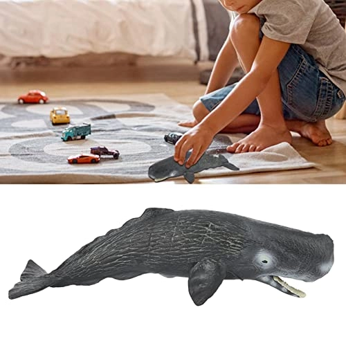 Sperm Whale Animal Model - 18 months - 3 years