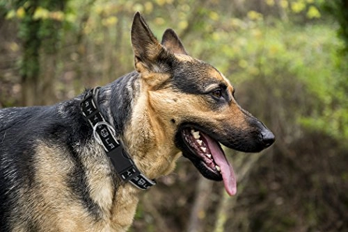 Los Angeles Kings Collar - L Dogs & Cats