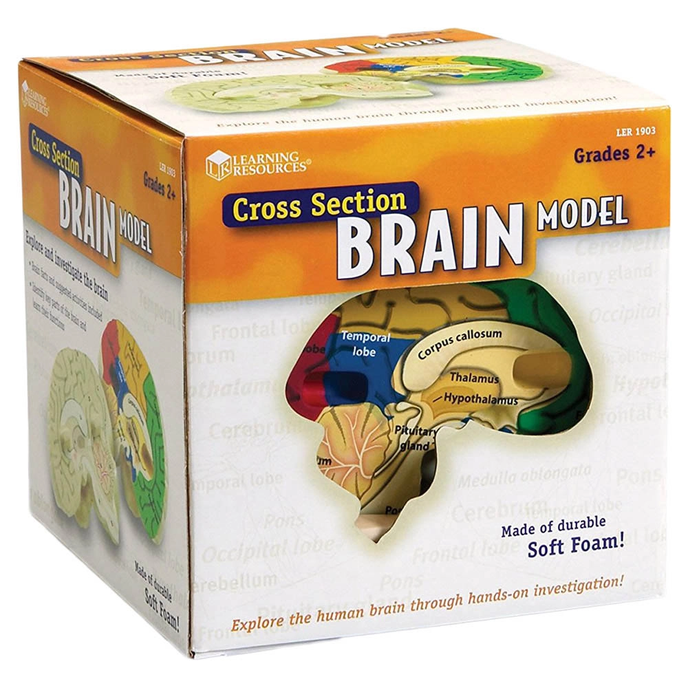 Cross-Section Brain Model - Suitable for 5 years & above