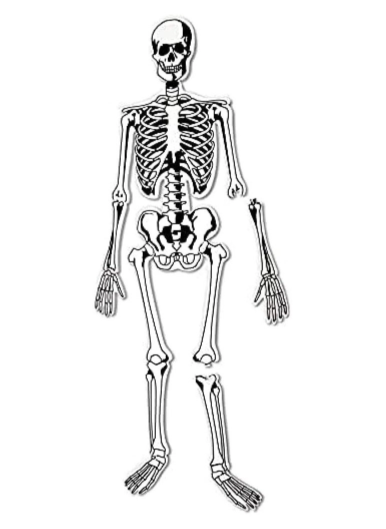 Skeleton Foam Floor Puzzle - 5+ Years 15 piece(s)