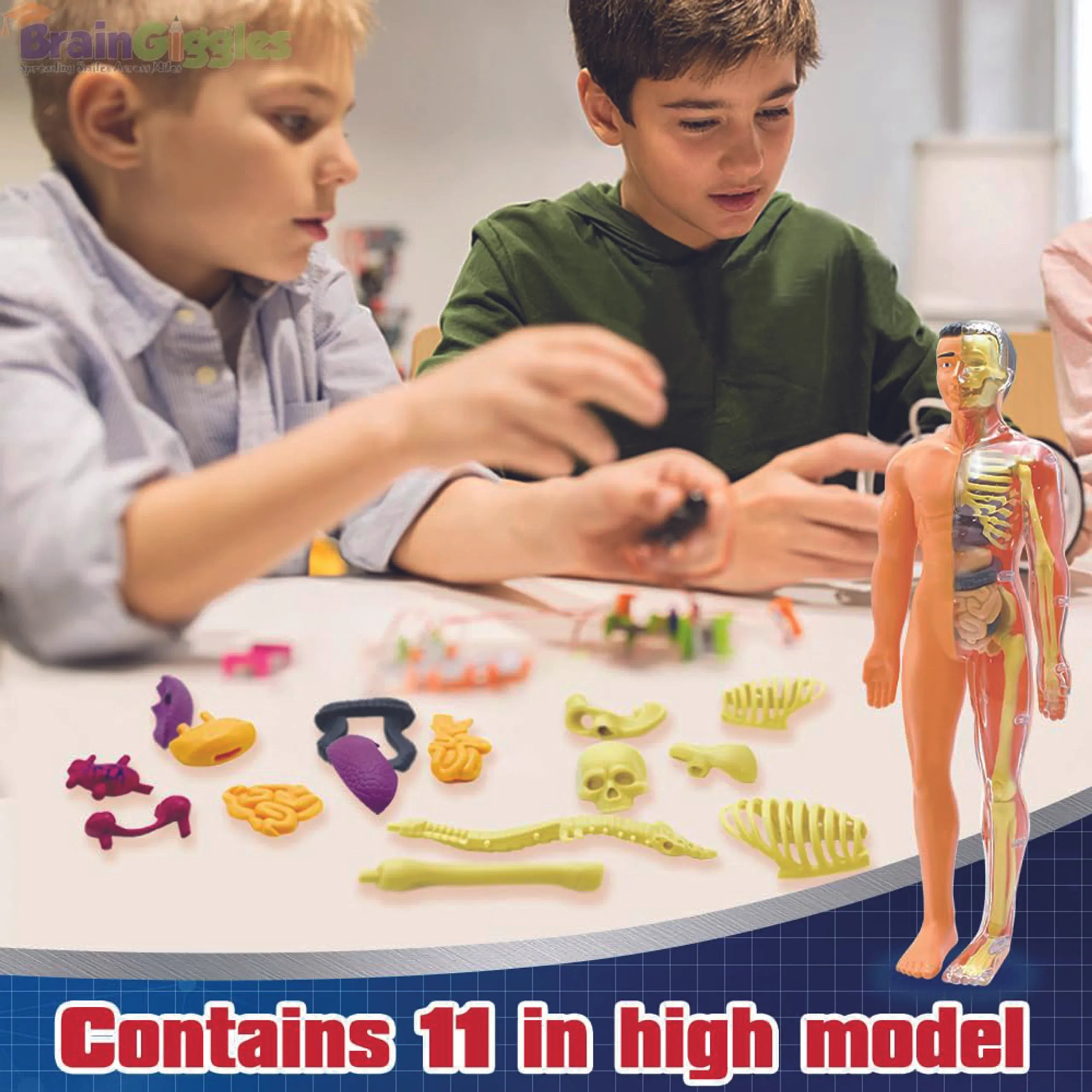 Brain Giggles Interactive Human Body - 6 years+