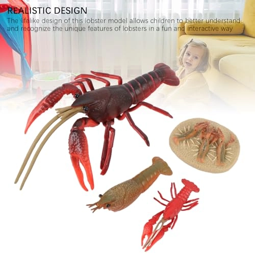 Lobster Life Cycle - 18 months 4 x Model