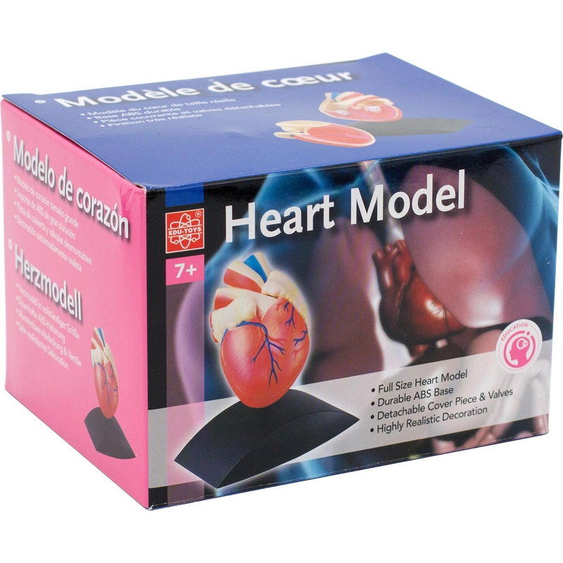 Education Heart Model Anatomy - 7 Years and Above