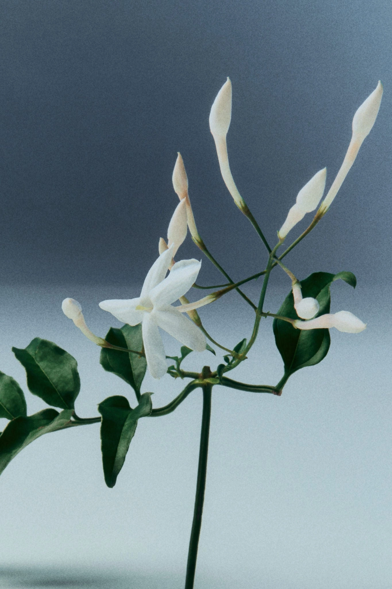 Ruby Touch Eau de Parfum 50 ml