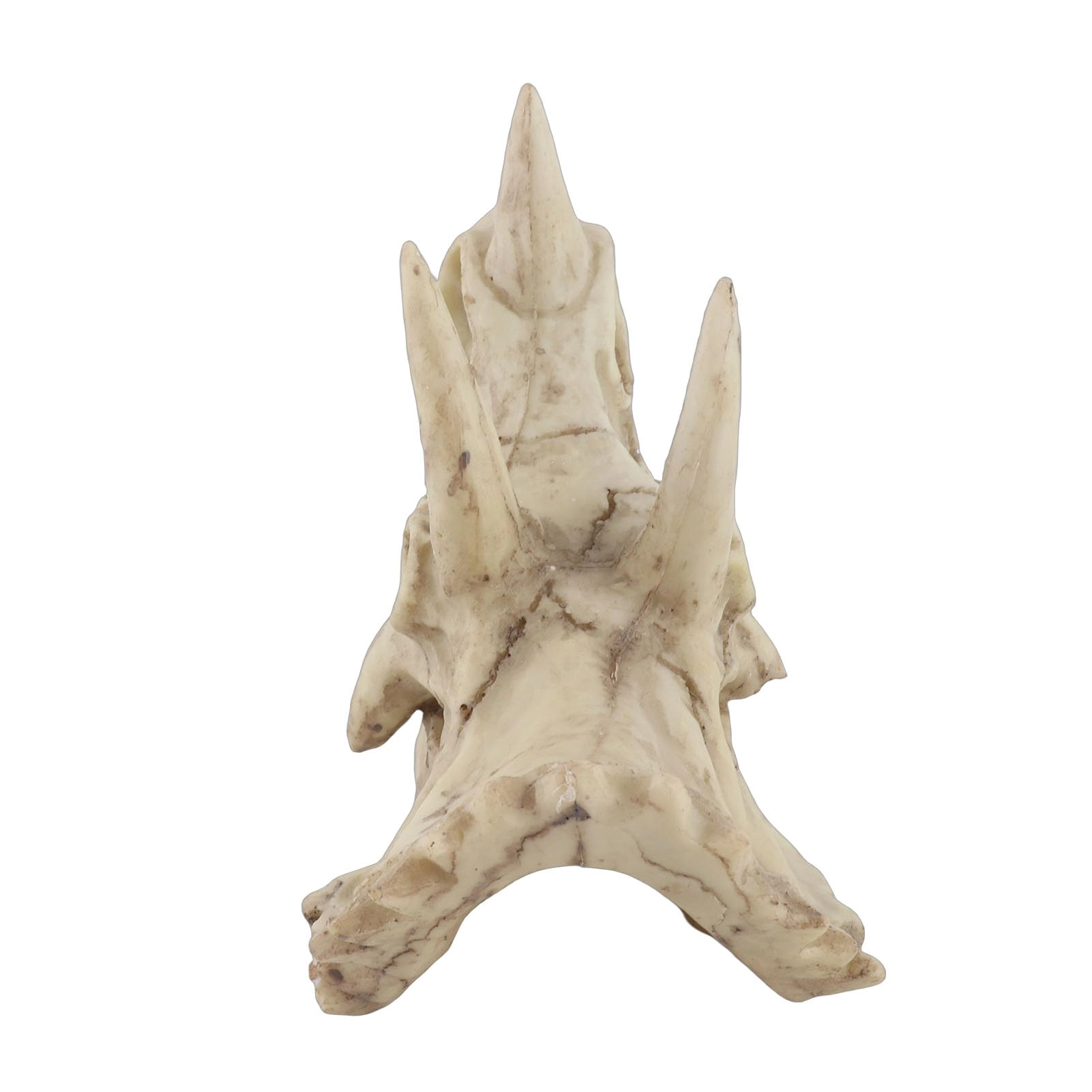 Phefop Triceratops Skull - 14 centimeters