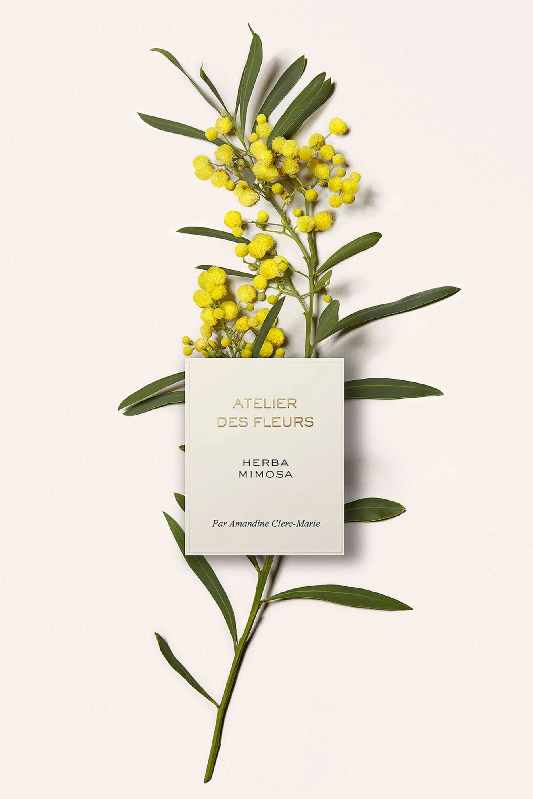 Herba Mimosa Eau de Parfum 50ml