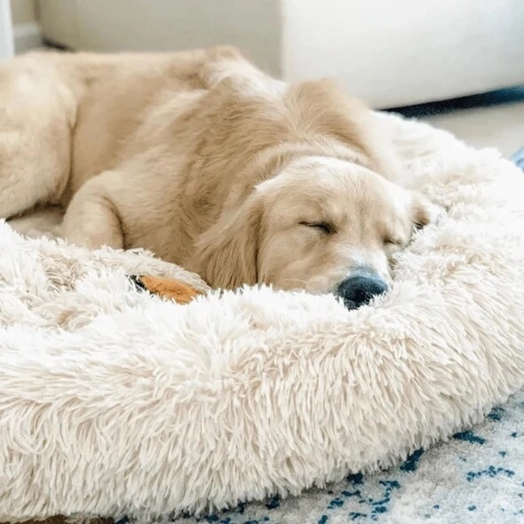 Velor Round Plush Dog Bed - 50 x 15cm