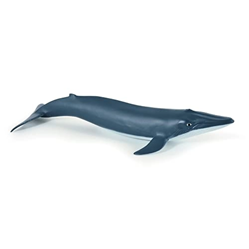 Marine Life - Blue Whale calf (56041)